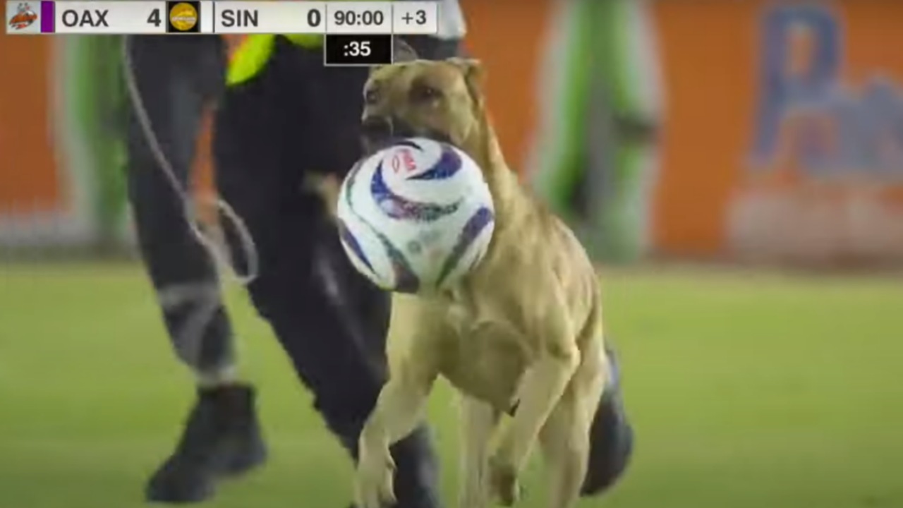 Cane gioca a calcio e ruba la palla in campo