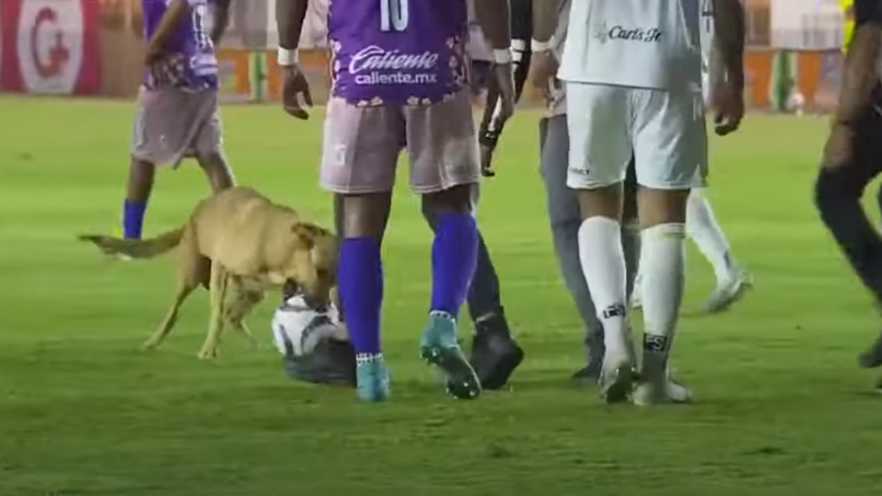 Cane gioca a calcio e ruba la palla in campo