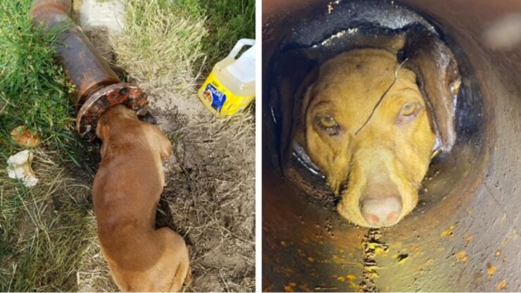 Cane infila la testa in un tubo e non riesce a liberarsi