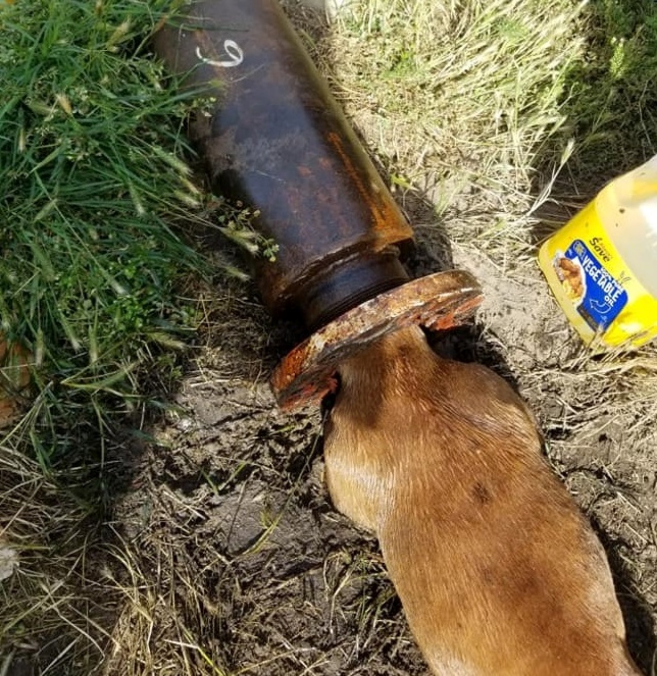 Cane infila la testa in un tubo e non riesce a liberarsi