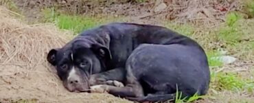 Cane nero in un campo di mirtilli