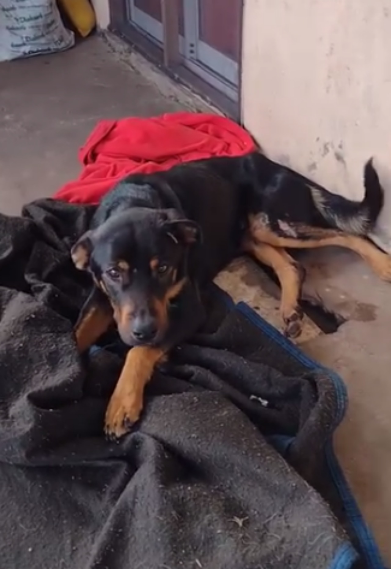 Cane randagio trovato in pessime condizioni