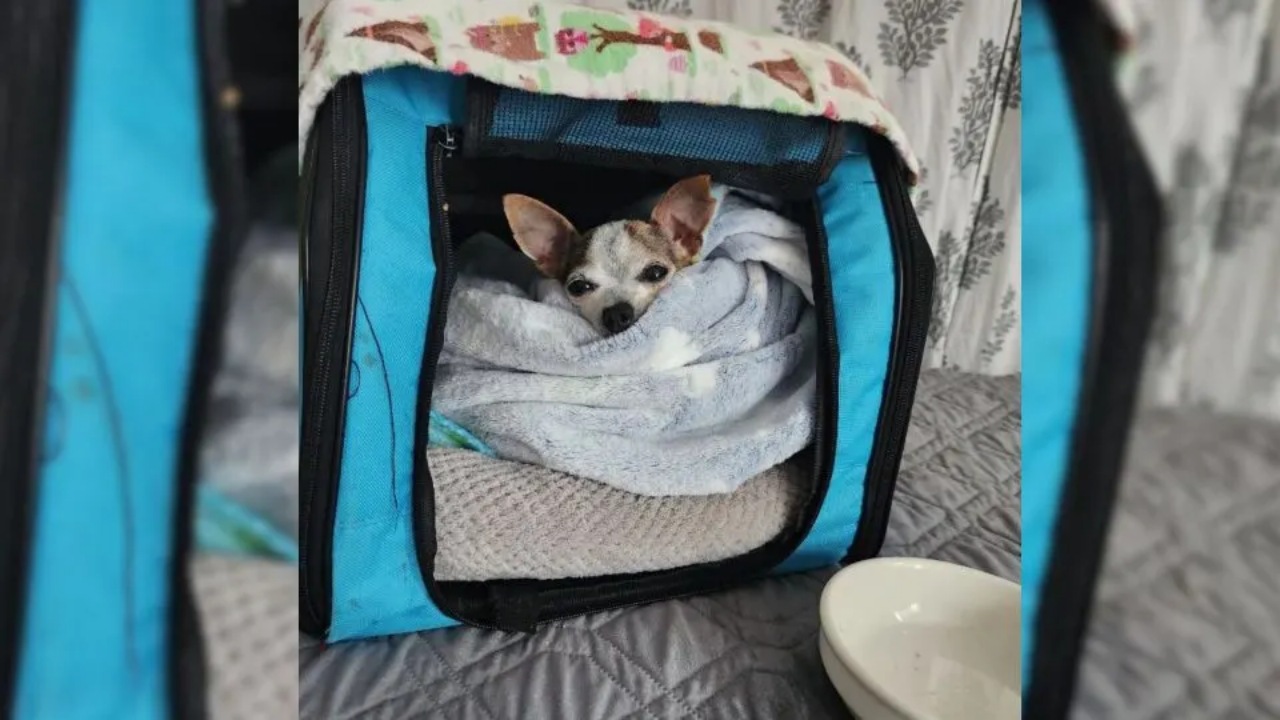 Chihuahua trova finalmente una famiglia