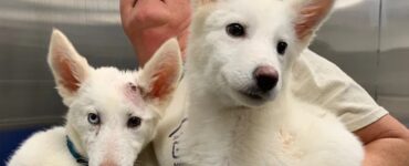 Cuccioli di Husky gettati in un rifugio