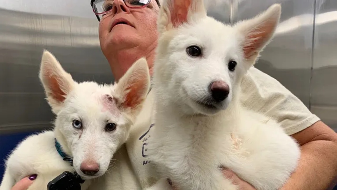 Cuccioli di Husky gettati in un rifugio