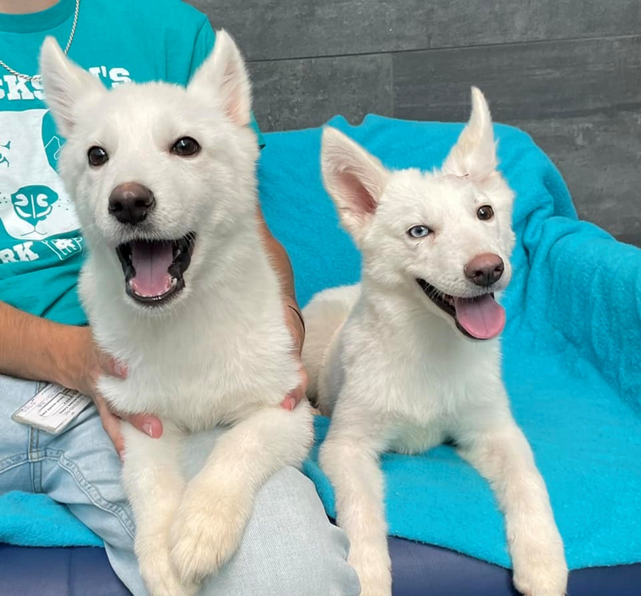 Cuccioli di Husky gettati in un rifugio