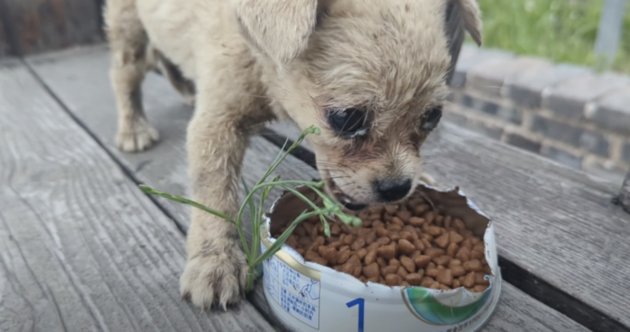 Cucciolo affamato salvato da un uomo