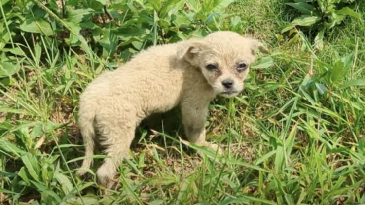 Cucciolo affamato salvato da un uomo