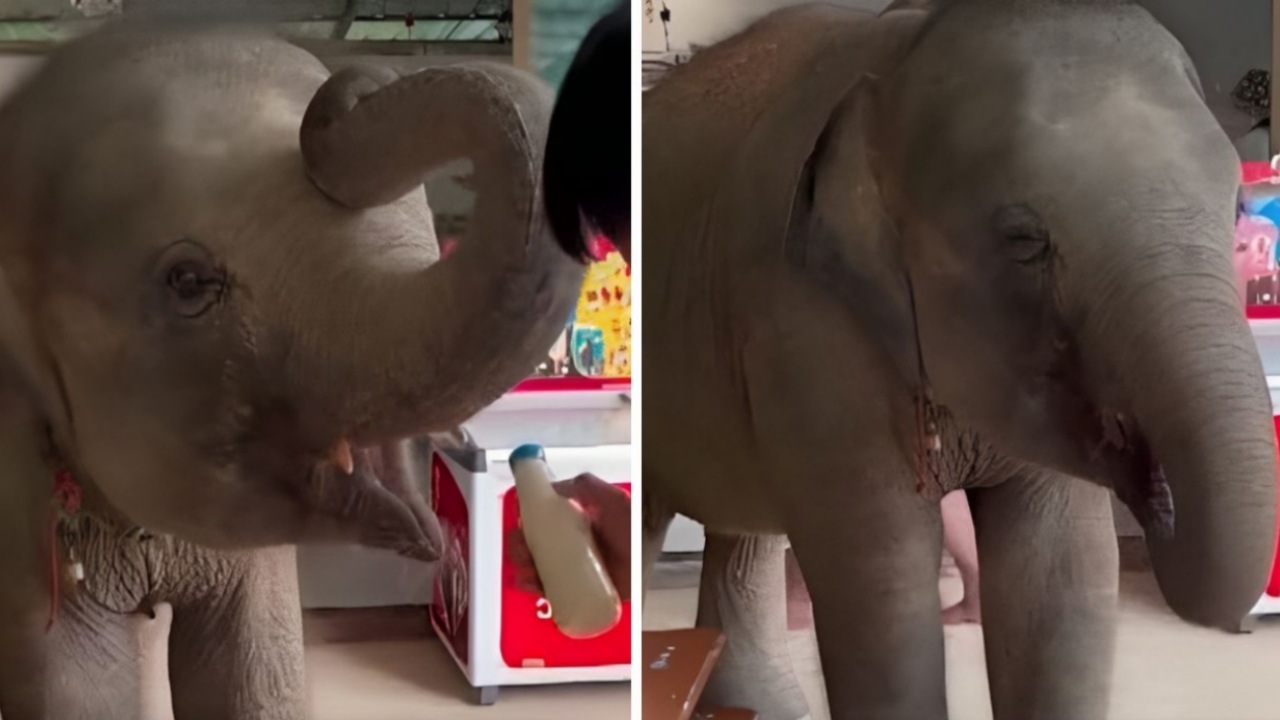 Cucciolo di elefante vuole il latte