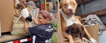 Donna fa il trasloco e porta i suoi cani