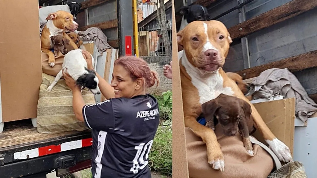 Donna fa il trasloco e porta i suoi cani