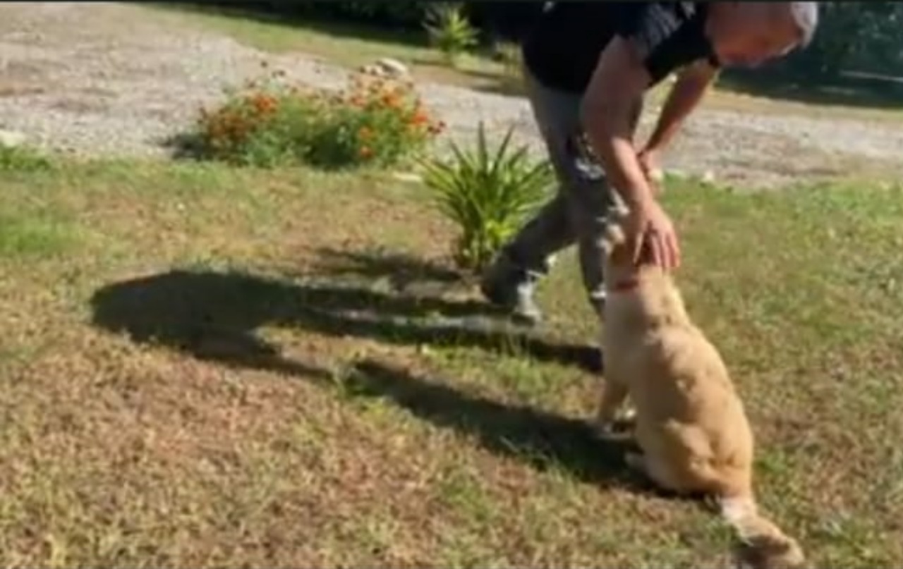 Golden Retriever si prende cura di una ragazza