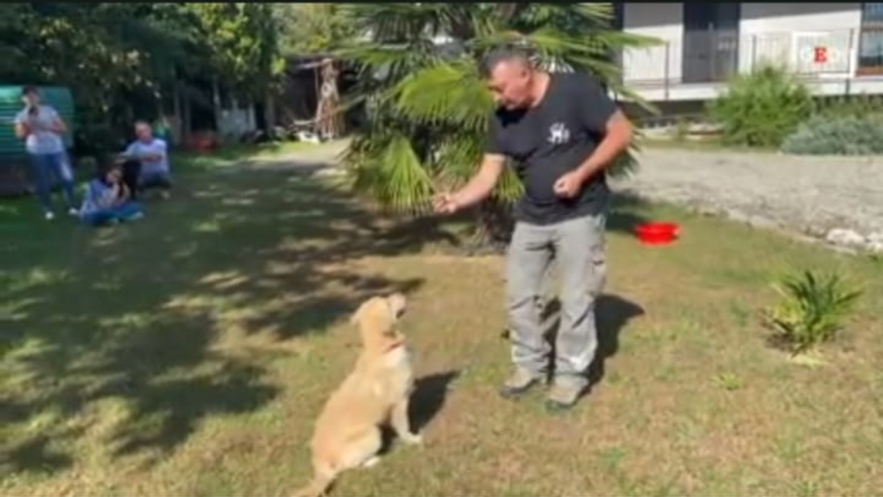 Golden Retriever si prende cura di una ragazza