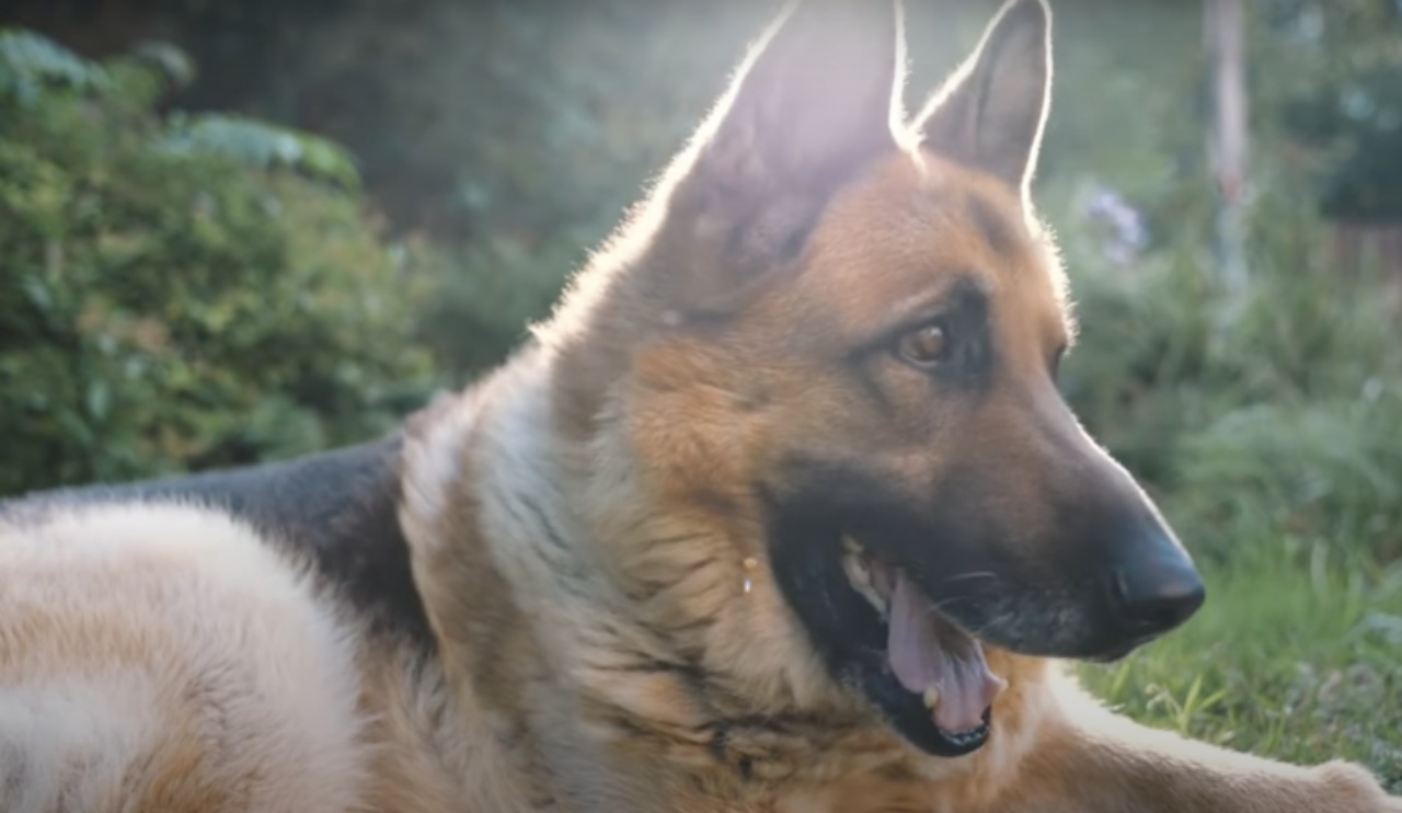 Pastore tedesco salva un cucciolo, ma non era un cane