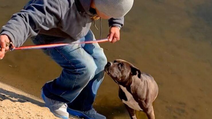 Pitbull cade in un canale, ma i soccorritori lo salvano