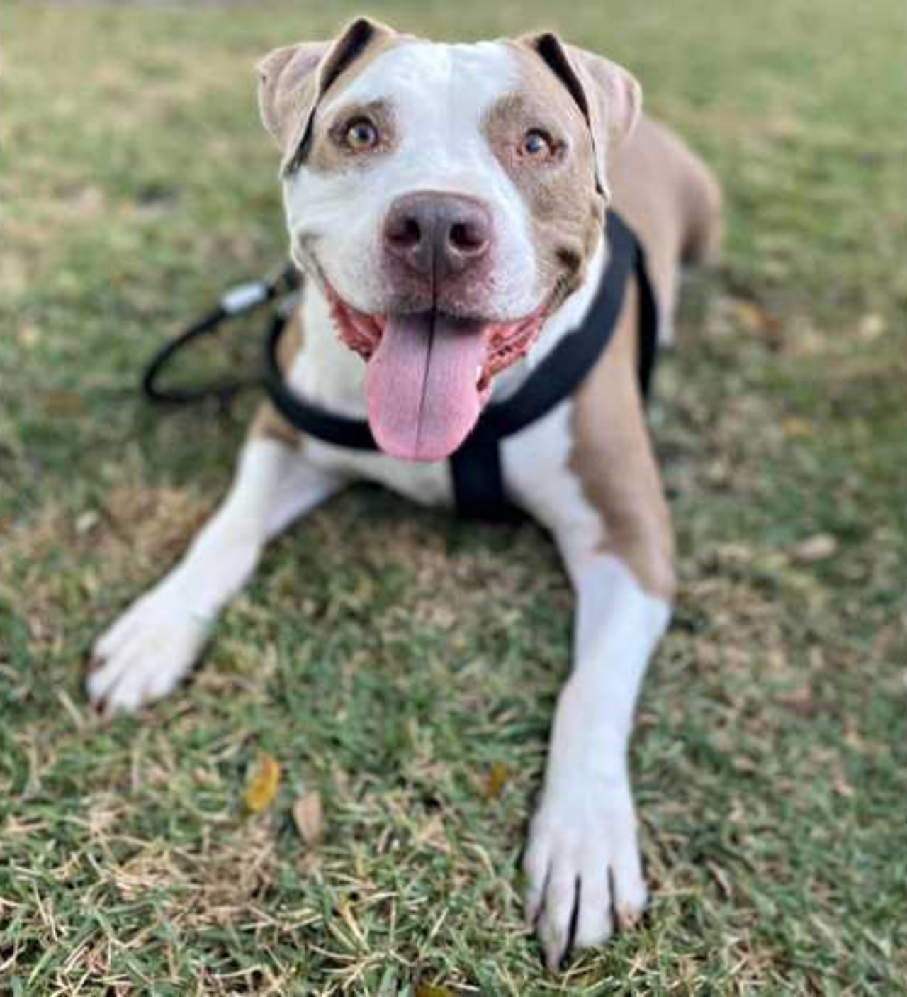 Pitbull legato ad un albero insieme ad un biglietto