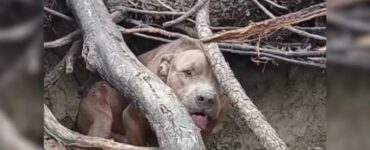 Pitbull nascosto nel bosco