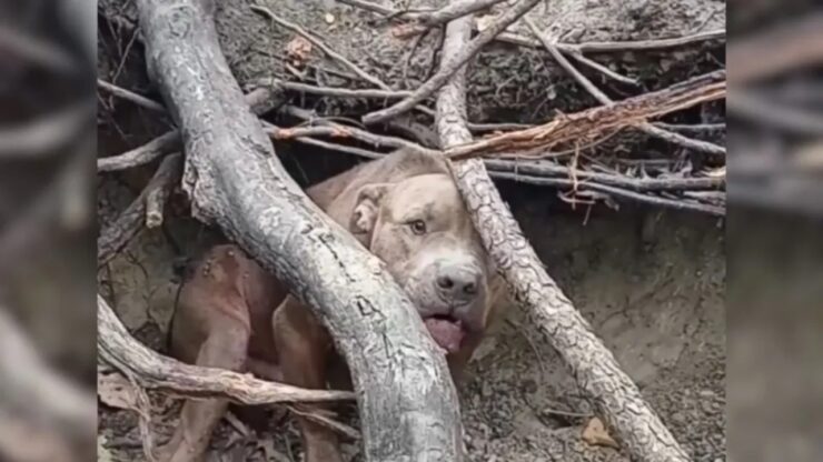 Pitbull nascosto nel bosco