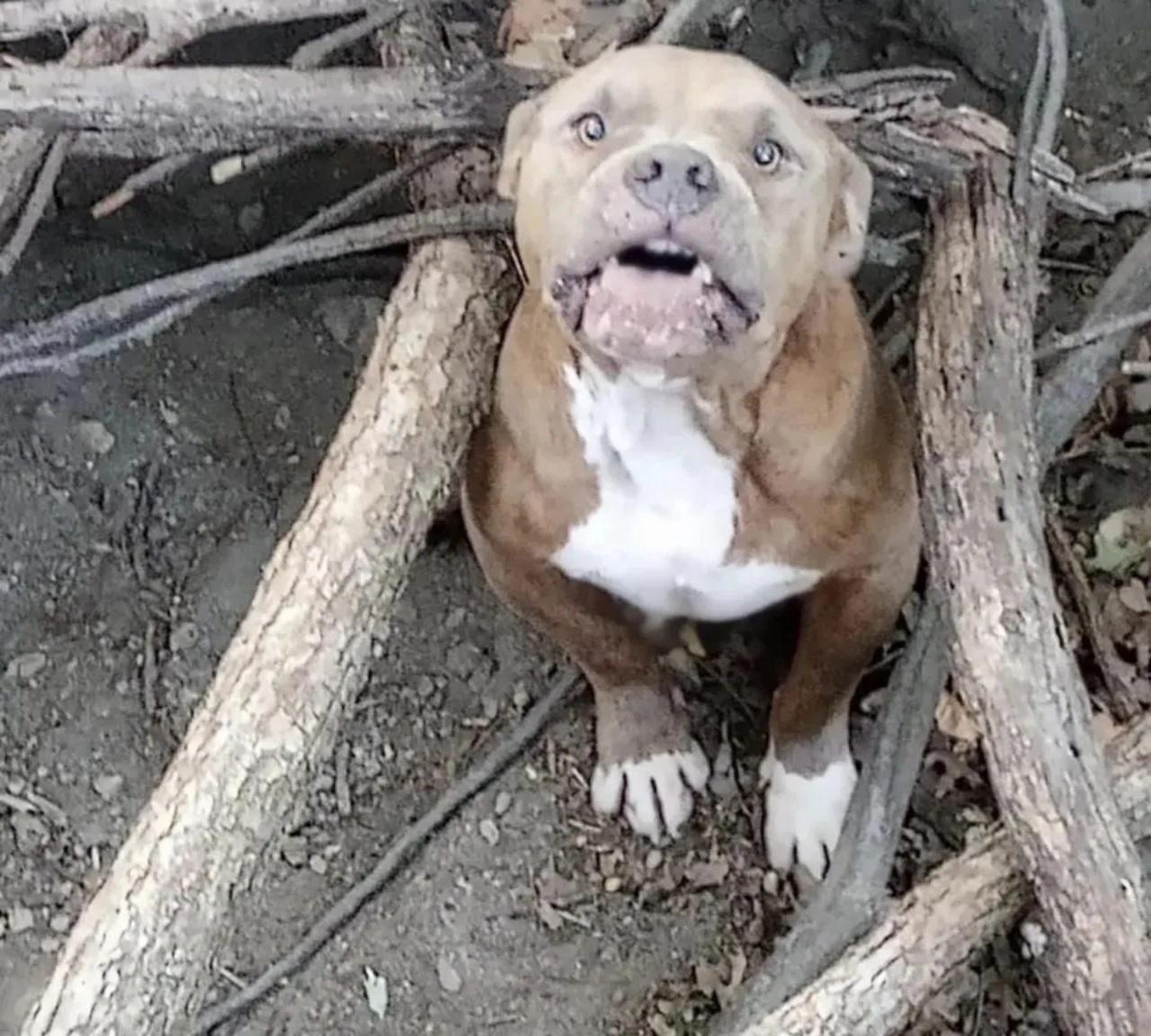 Pitbull nascosto nel bosco