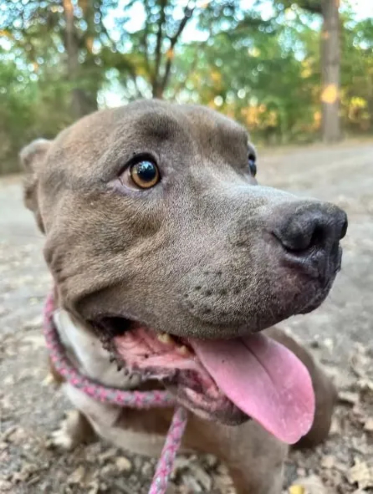 Pitbull nascosto nel bosco