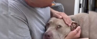 Pitbull paralizzato dalla paura