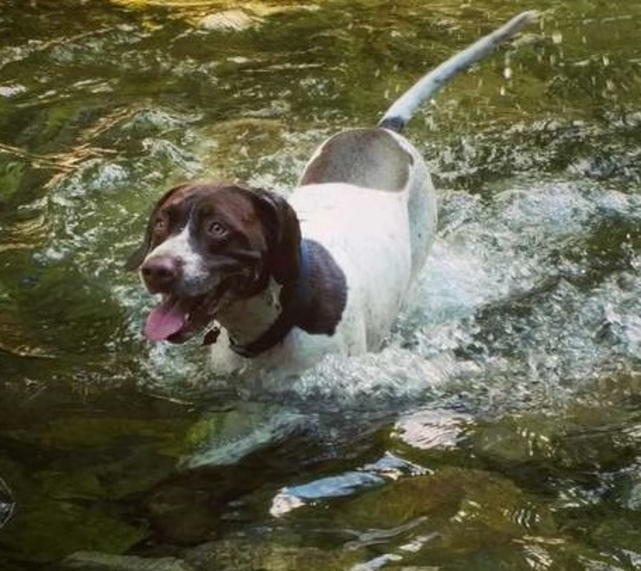 Ragazzo si diploma e pubblica le foto con il suo cane