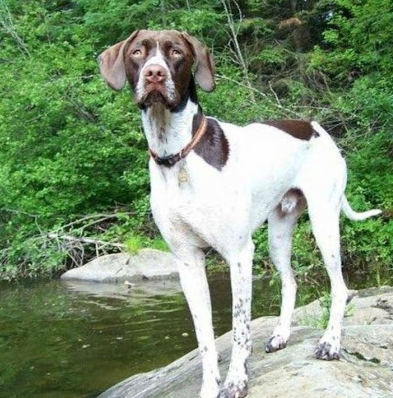 Ragazzo si diploma e pubblica le foto con il suo cane