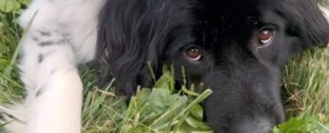 Terranova si prende cura dei coniglietti della cucciolata in giardino