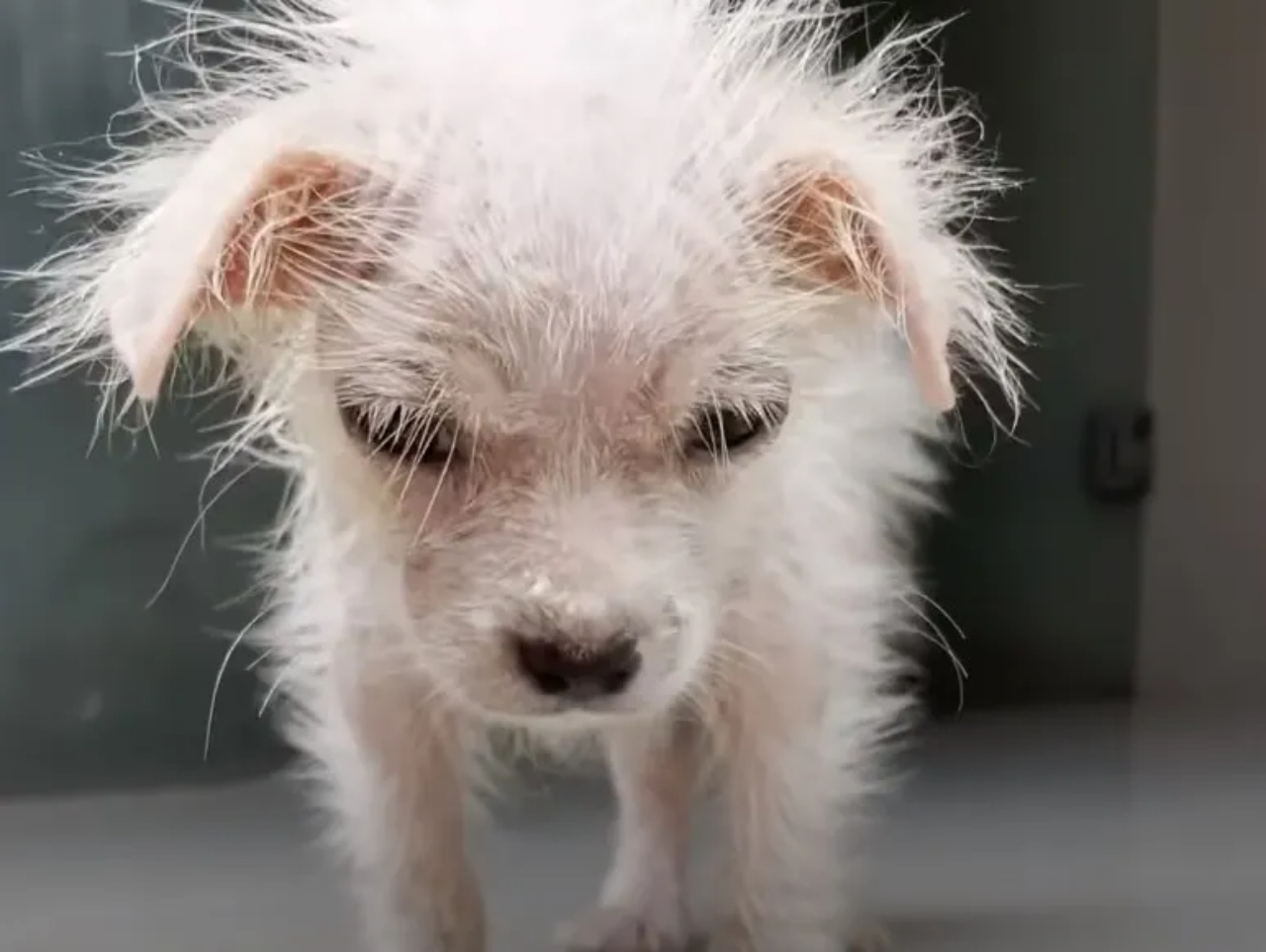 cane trascurato occhi