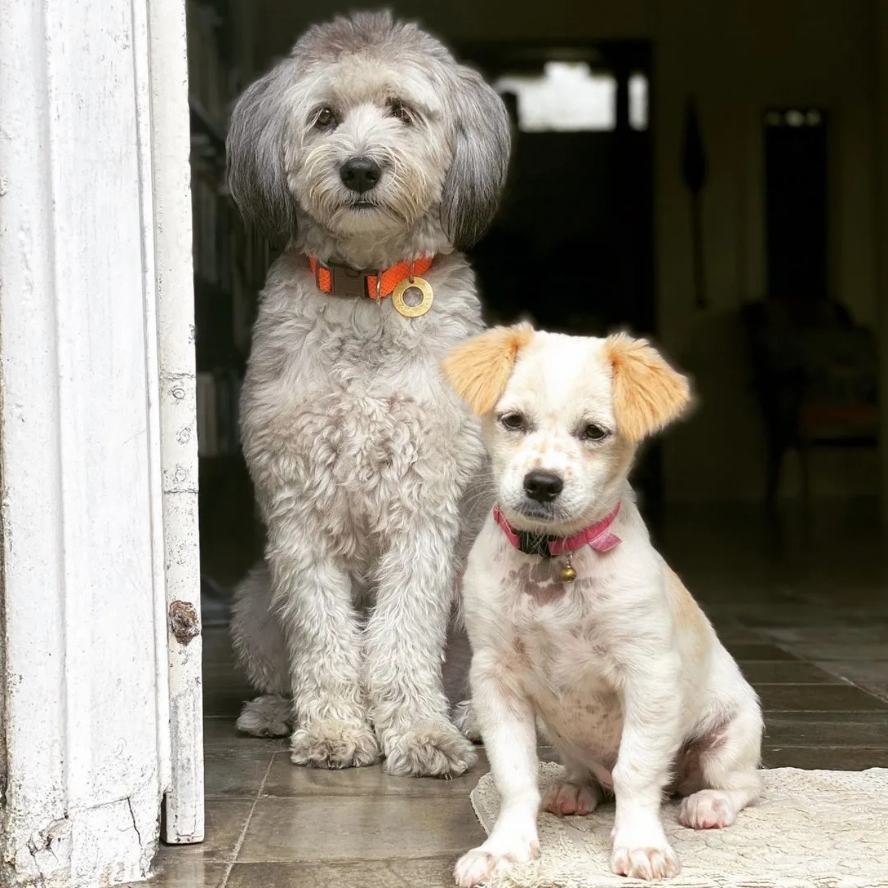 cane trascurato amici