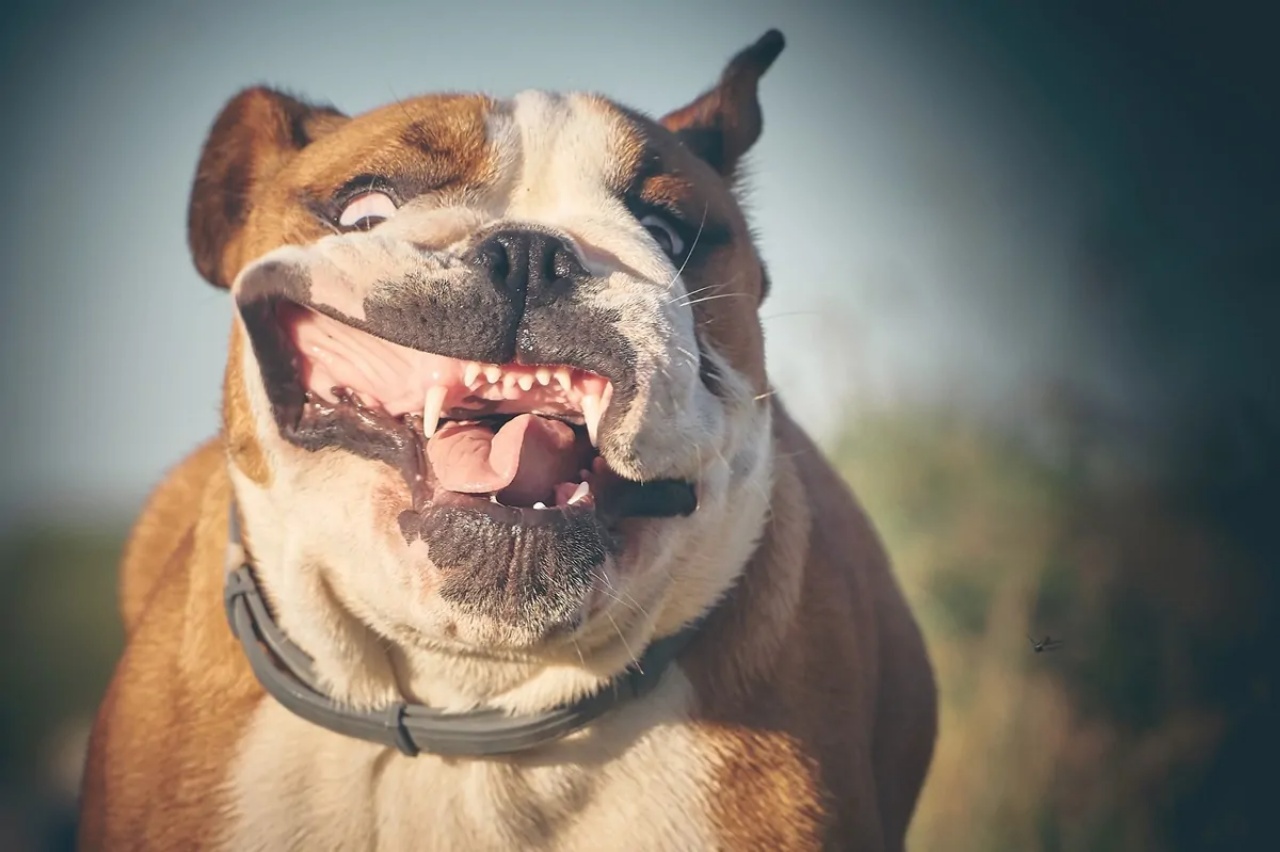 4 curiosità bulldog