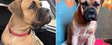 Bullmastiff abbandonato perché il suo proprietario è allergico