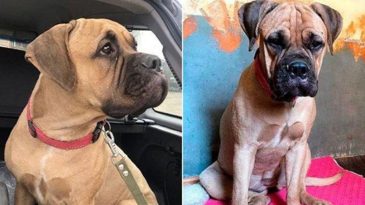 Bullmastiff abbandonato perché il suo proprietario è allergico