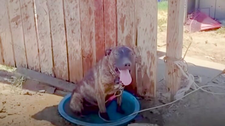 Cagnolina incatenata salvata da una passante