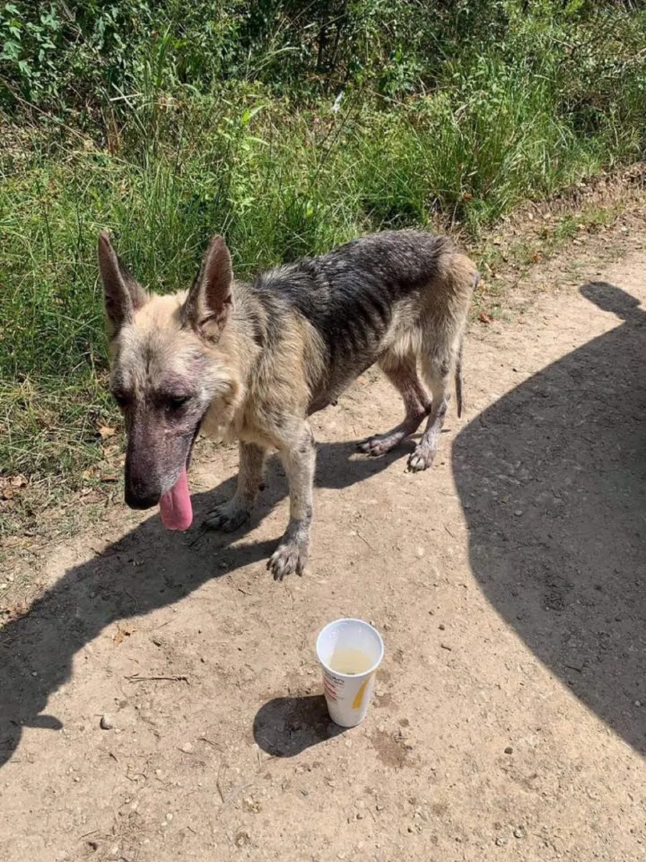 Cagnolina randagia ricerca attenzioni prendendo una ciotola