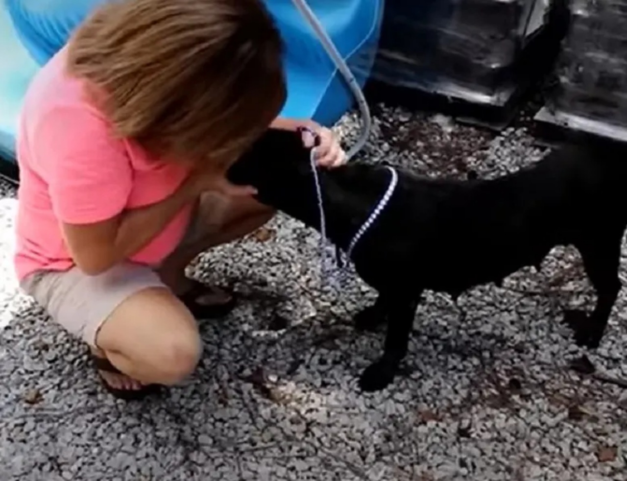 Cagnolina si rifugia sotto un porticato e trova una famiglia