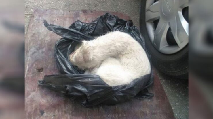 Cagnolino in una busta della spazzatura