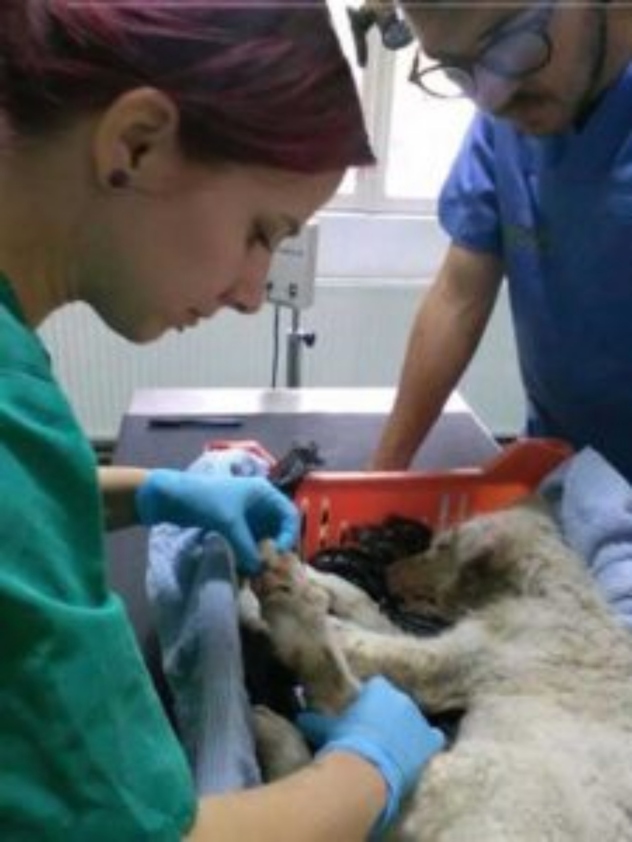 Cagnolino in una busta della spazzatura