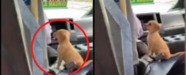 Camionista con il suo cane a lavoro