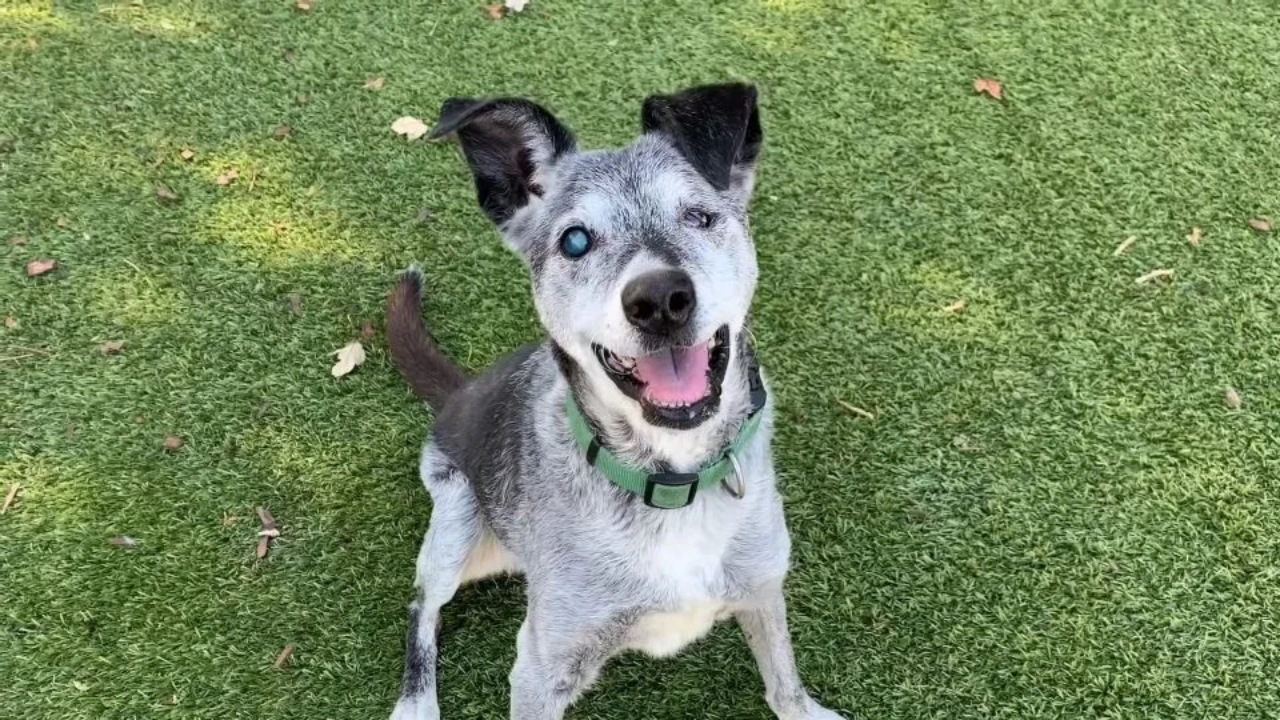 Cane anziano di 19 anni