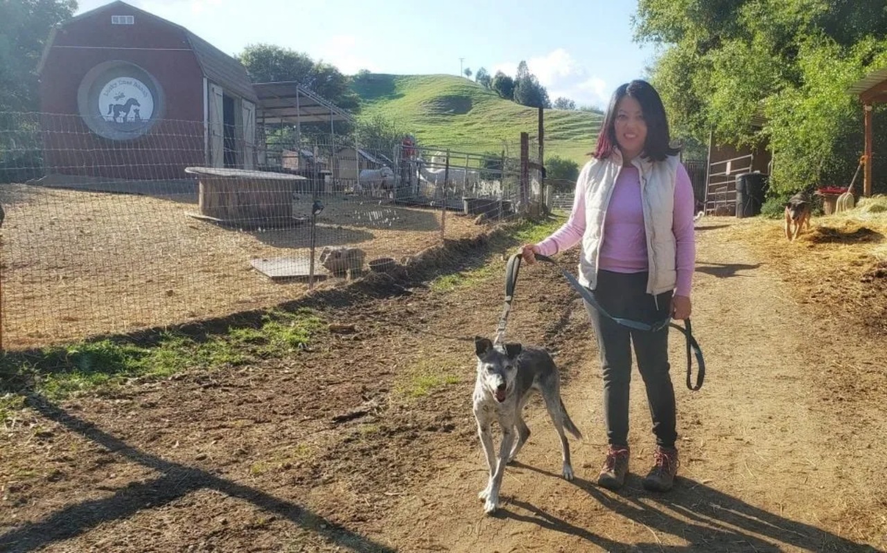 Cane anziano di 19 anni