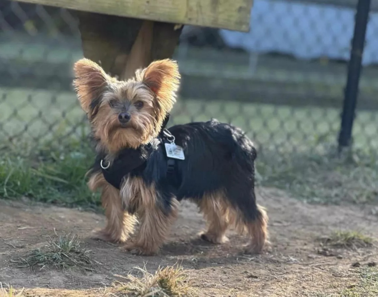 Cane portato dal veterinario per fare l'eutanasia