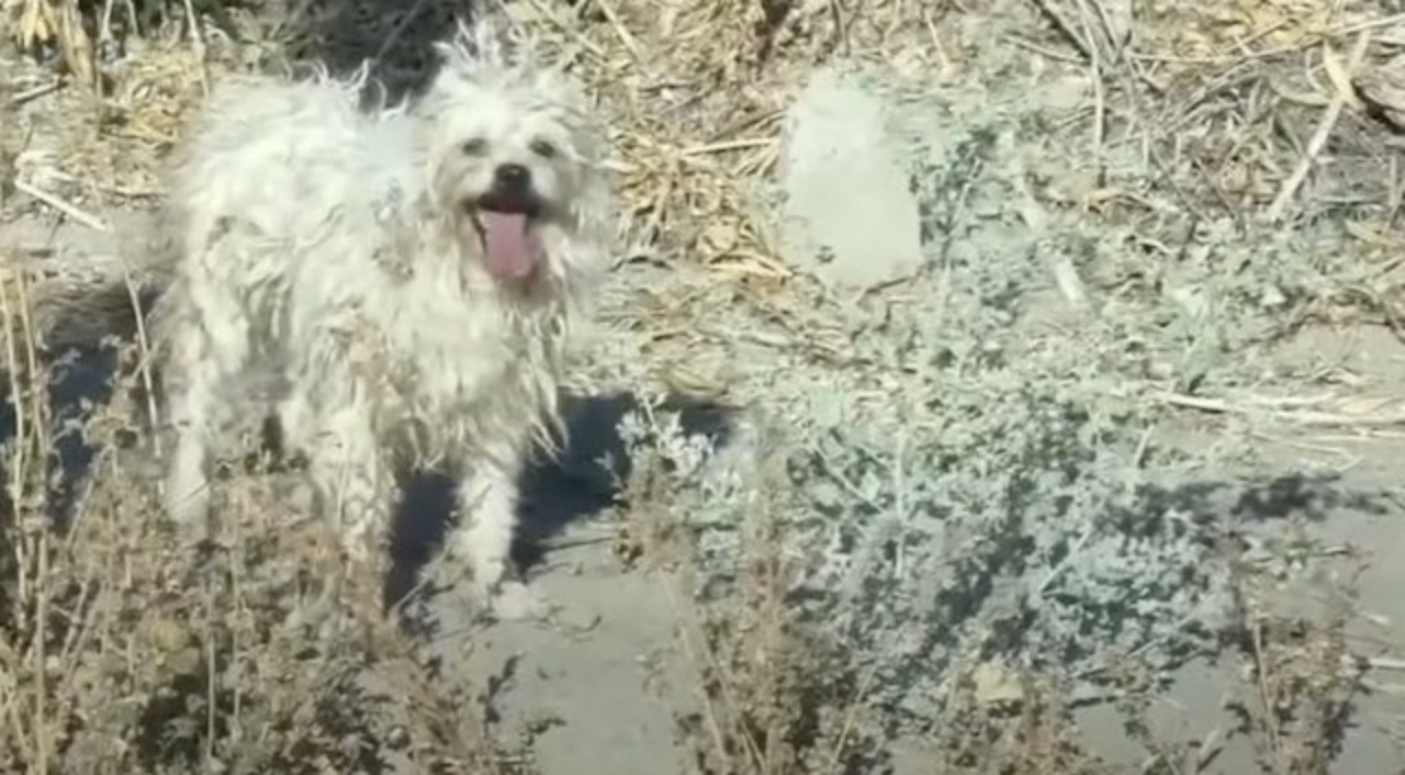 Cane randagio si ripara all'ombra di un divano