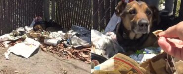 Cane salvato dalla spazzatura dai volontari