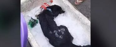 Cane si getta nel ghiaccio per proteggersi dal caldo