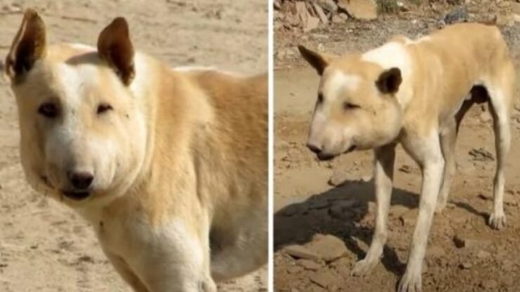 Cane somiglia ad un maiale a causa del suo collo enorme