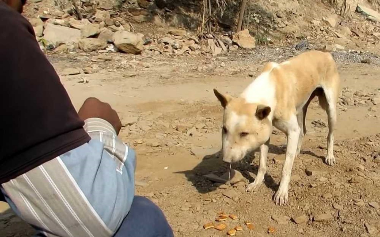 Cane somiglia ad un maiale a causa del suo collo enorme