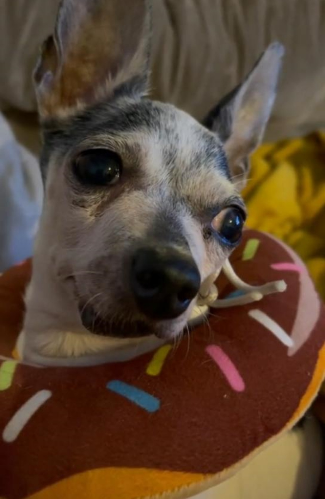 Chihuahua trova una famiglia