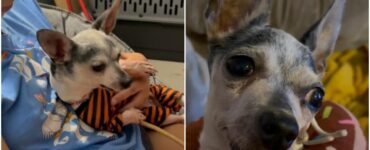 Chihuahua trova una famiglia