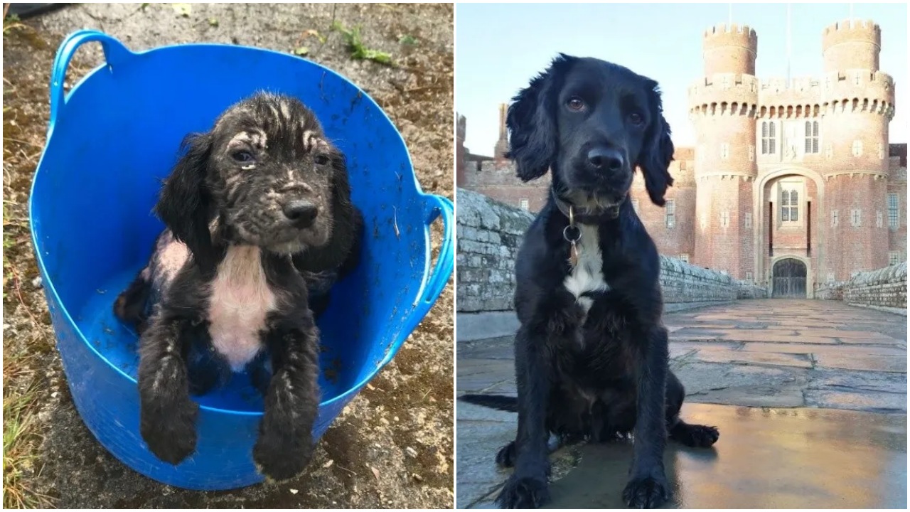 Cocker Spaniel Inglese diventa un cane poliziotto